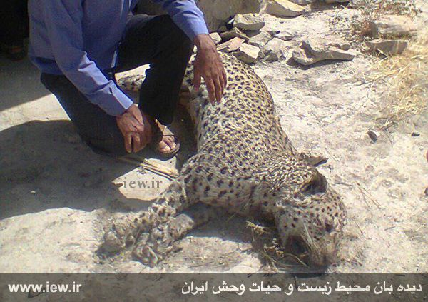 یک پلنگ ایرانی در لارستان فارس از بین رفت