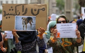 «سگ‌کشی» شیراز چه داشت که سیاهی آسمان نداشت؟!