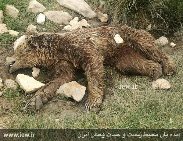 یک خرس قهوه ای به طرز بیرحمانه ای در اطراف کرمانشاه کشته شد
