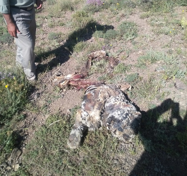 مرگ یک قلاده پلنگ در زنجان