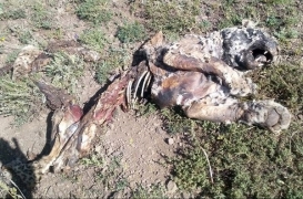 مرگ دوازدهمین پلنگ ایرانی در طی ۹۰ روز