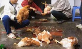 تناقضاتی درباره شیوع آنفلوانزای مرغی در ایران
