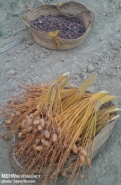 مهارتهای ویژه نخلداران برای خرماچینی مهارتهای ویژه نخلداران برای خرماچینی
