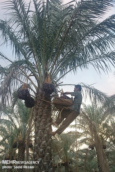 مهارتهای ویژه نخلداران برای خرماچینی مهارتهای ویژه نخلداران برای خرماچینی