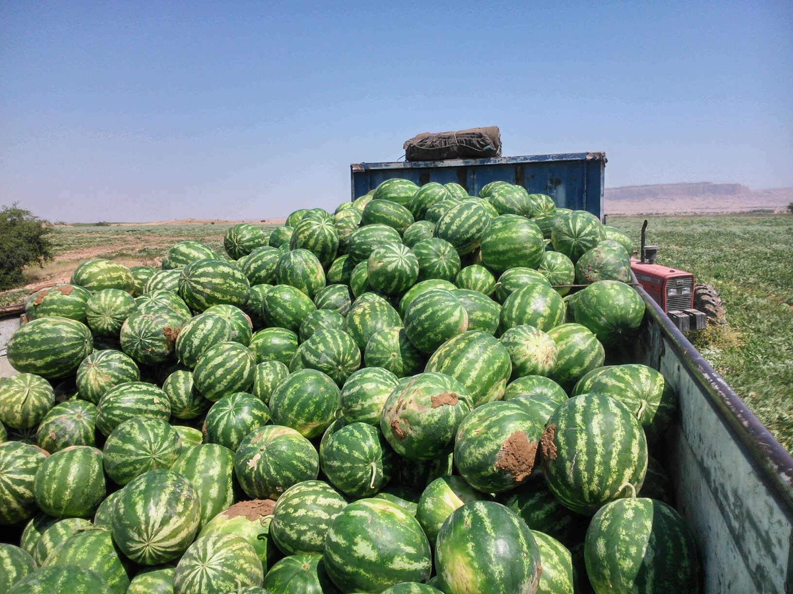 حکایت هندوانه‌های سیراب و دشت تشنه