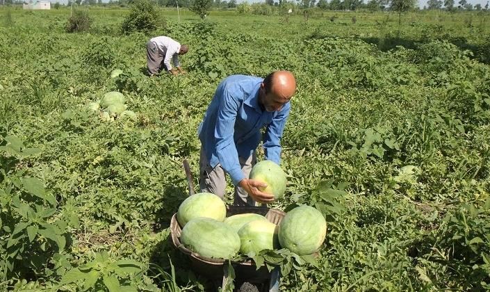 حکایت هندوانه‌های سیراب و دشت تشنه