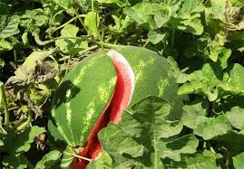 حکایت هندوانه‌های سیراب و دشت تشنه