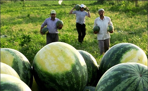 حکایت هندوانه‌های سیراب و دشت تشنه