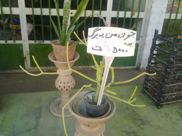 نامگذاری عجیب ایرانی‌ها برای گیاهان!