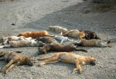 سگ‌کشی گسترده در تبریز! + عکس
