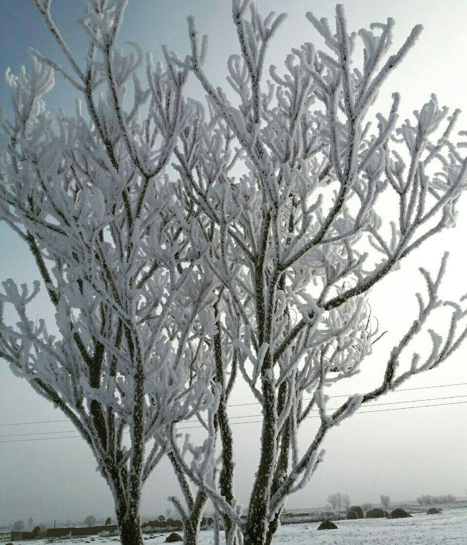 درخت یخ زده در جاده خوی - ماکو