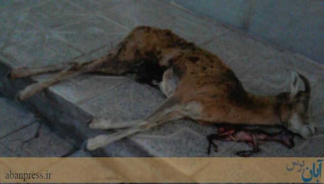 اقدام منزجرکنندۀ یک شکارچی در کرمان