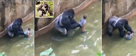 کشتن گوریل در باغ‌وحش برای نجات یک کودک