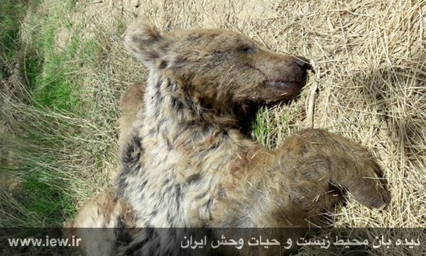 یک ماده خرس قهوه ای کشته شد