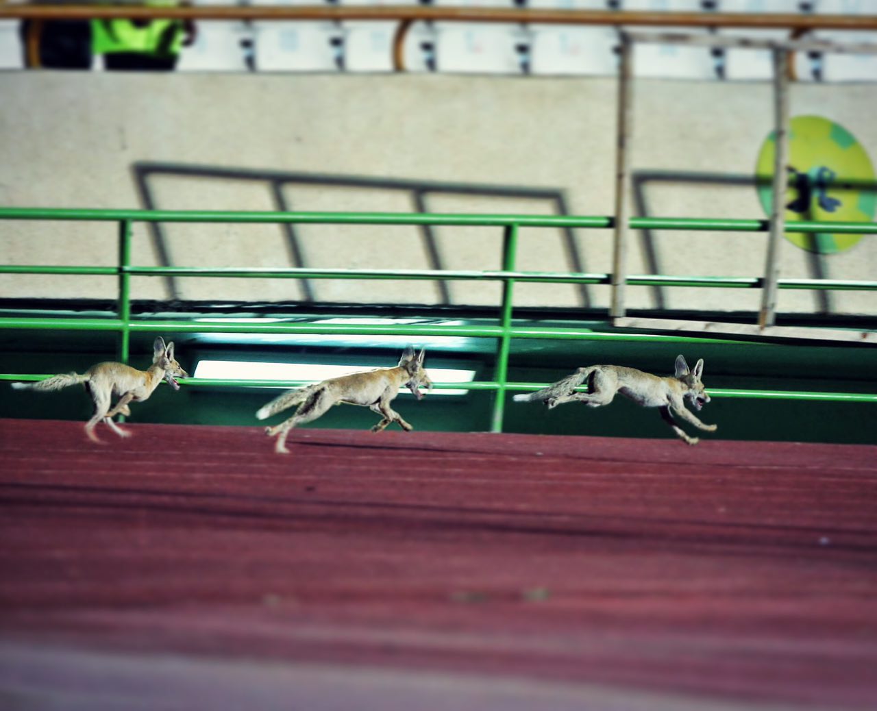 روباه‌های ناشناخته در ورزشگاه آزادی