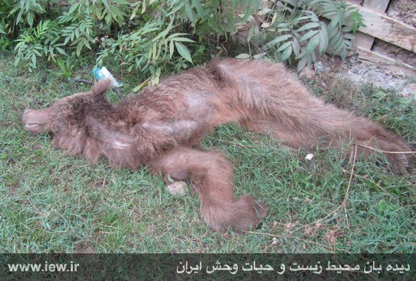 مرگ خرس قهوه ای به علت قطع شدن دستش در مازندران