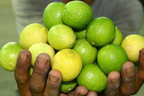 عطرگمشده لیموی ایرانی درهوای واردات/زیان۸۰۰میلیونی هرکشاورز درسال