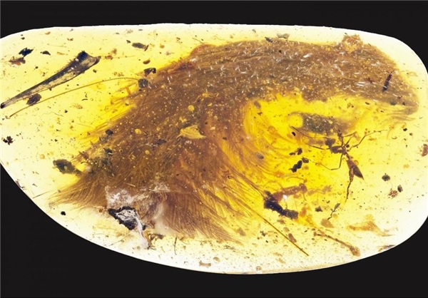 کشف دم دایناسور در یک قطعه سنگ کهربایی