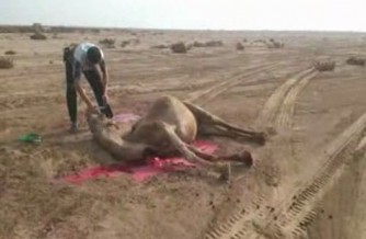 شترهایی که به بهانه حفظ محیط زیست کشته شدند!
