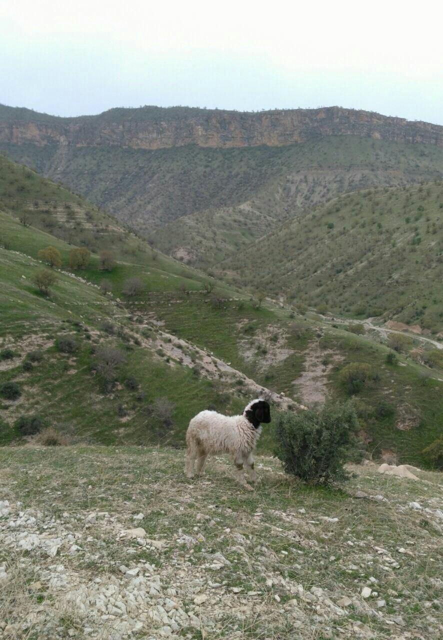 منطقه حفاظت شده قلاجه بین کرمانشاه و ایلام منطقه حفاظت شده قلاجه بین کرمانشاه و ایلام