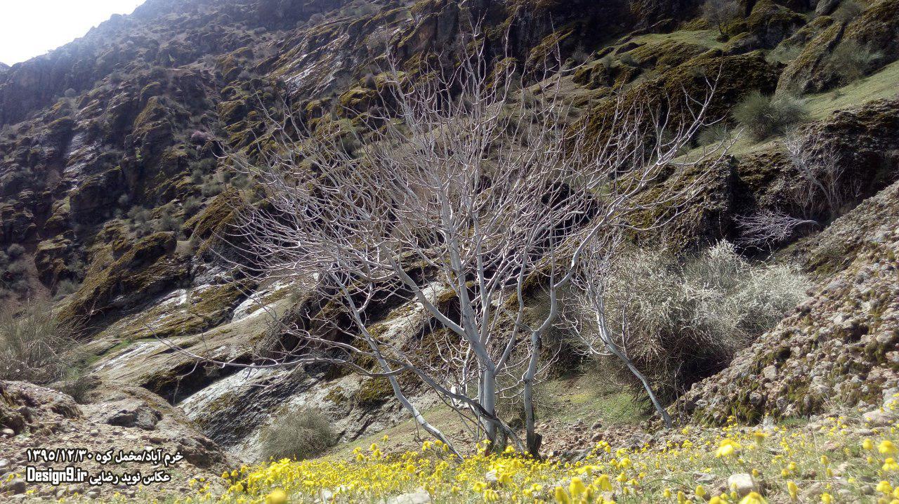 مخمل کوه در خرم آباد