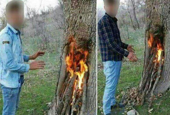 دستگیری 2 نفر به جرم آتش‌زدن درخت