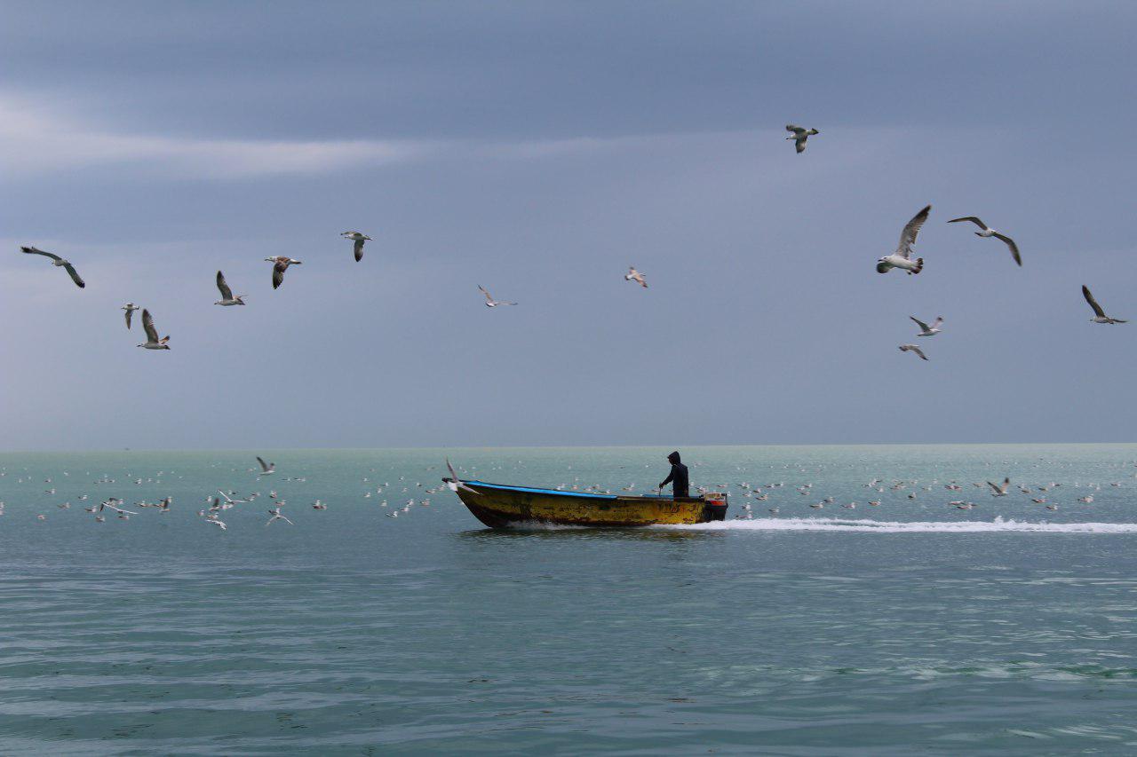 مرغان دریایی در سواحل بوشهر