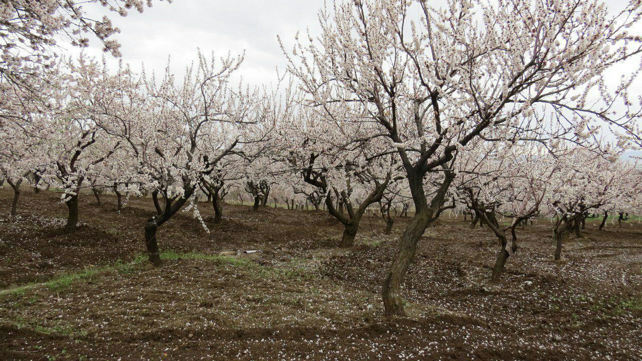 شکوفه بادام شهر گیوی استان اردبیل