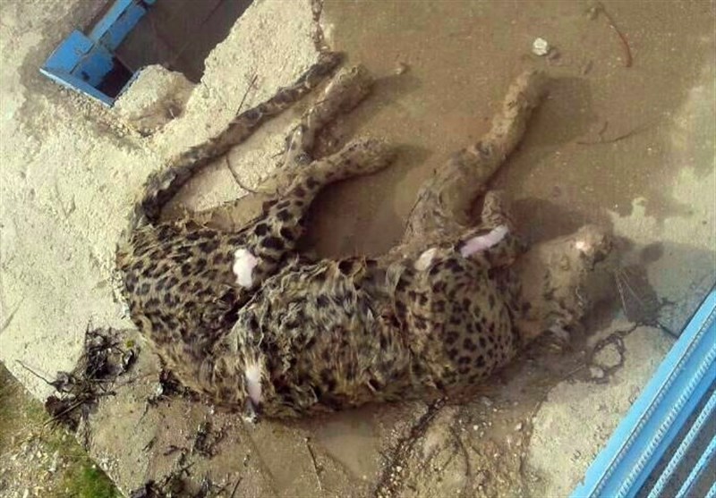 یک پلنگ ایرانی، قربانی استخر کشاورزان شد!