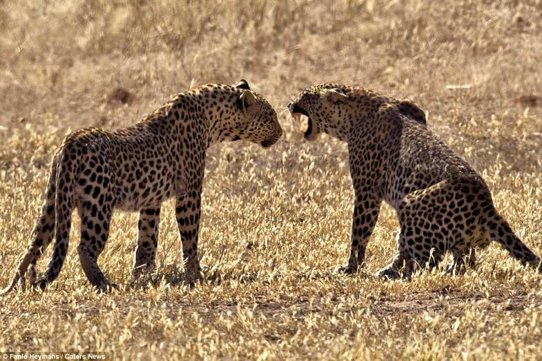 عجیبترین خوراکیهای سال ۲۰۱۷ عجیبترین خوراکیهای سال ۲۰۱۷