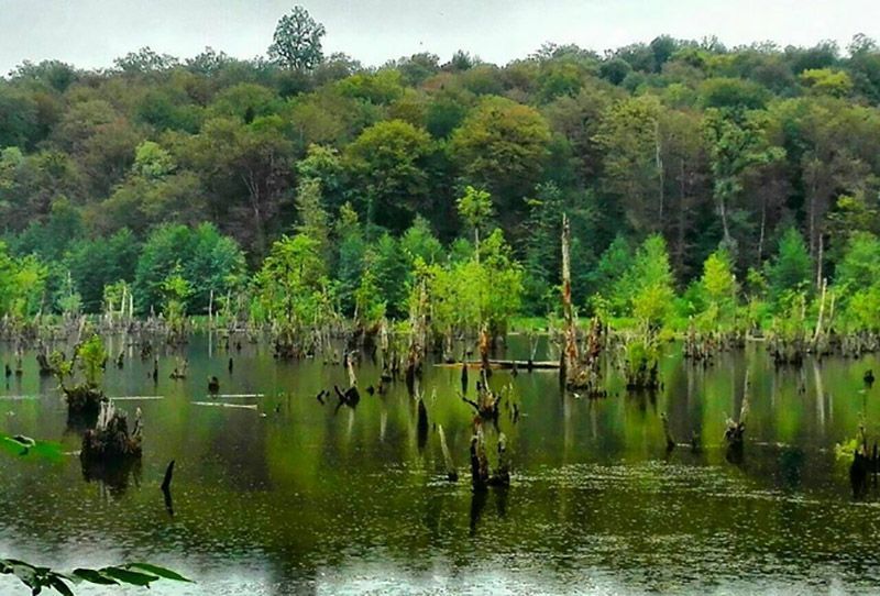 سرو موش زنده در رستوران های چین! سرو موش زنده در رستوران های چین!