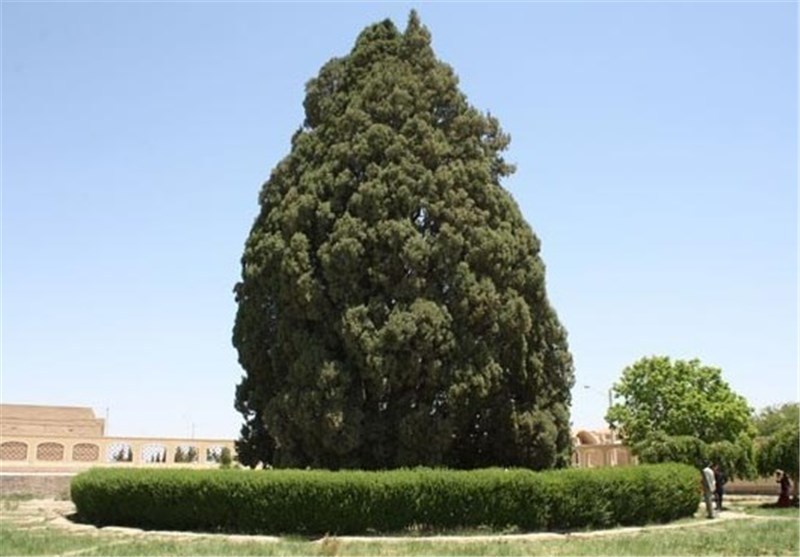 ثبتجهانی یکی از پیرترینموجوداتزندهٔدنیا در ایران ثبتجهانی یکی از پیرترینموجوداتزندهٔدنیا در ایران