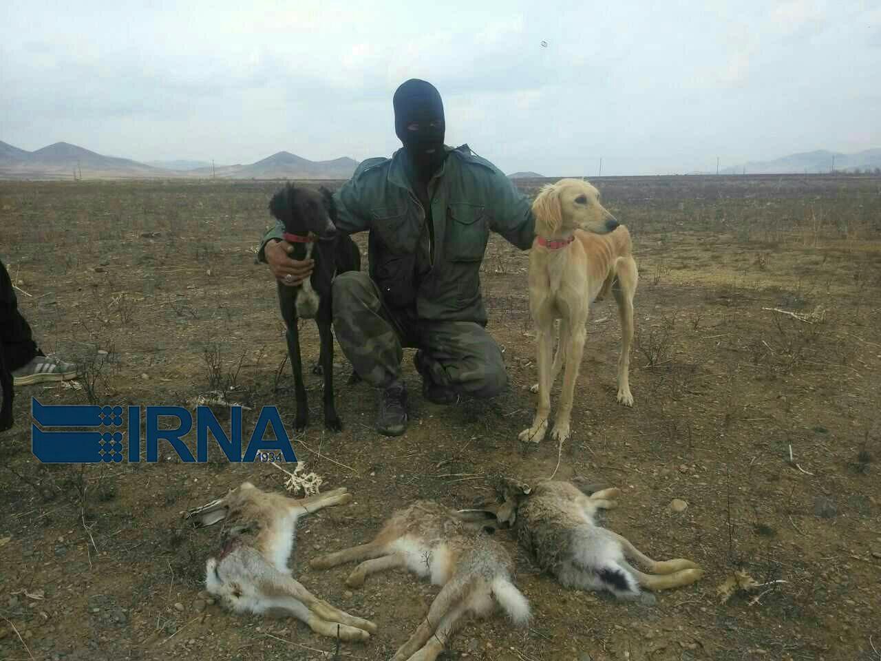 تازی، شکارچی خرگوش را در رزن لو داد تازی، شکارچی خرگوش را در رزن لو داد