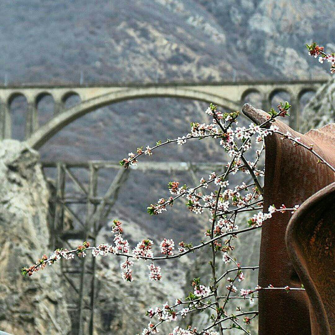 بهار زود هنگام در کنار پل ورسک - تابناک - TABNAK