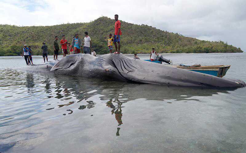 لاشه نهنگ 23 متری در جزیره سرام