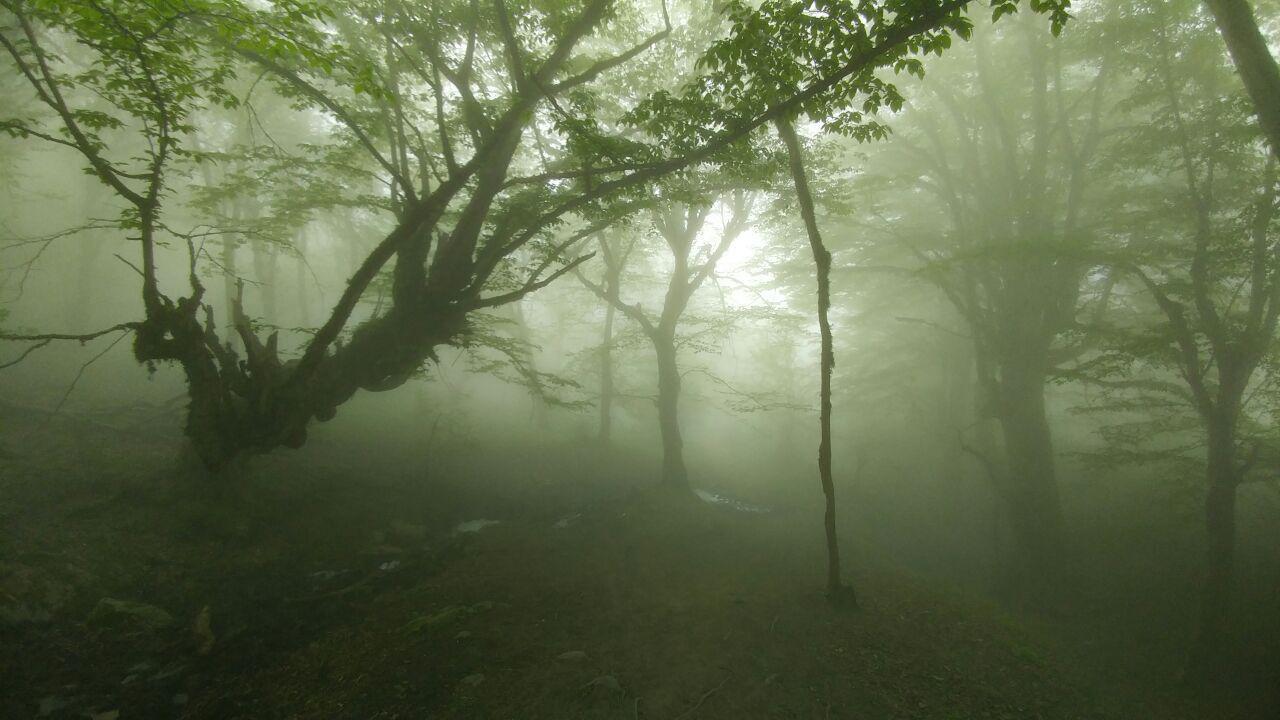 جنگل الیمستان مازندران