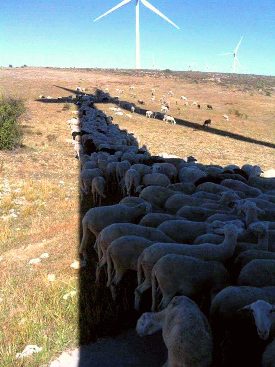 فرار گوسفندان از گرما