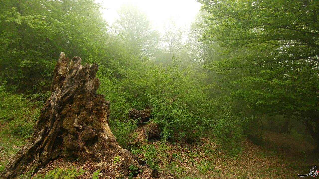 جنگل الیمستان مازندران