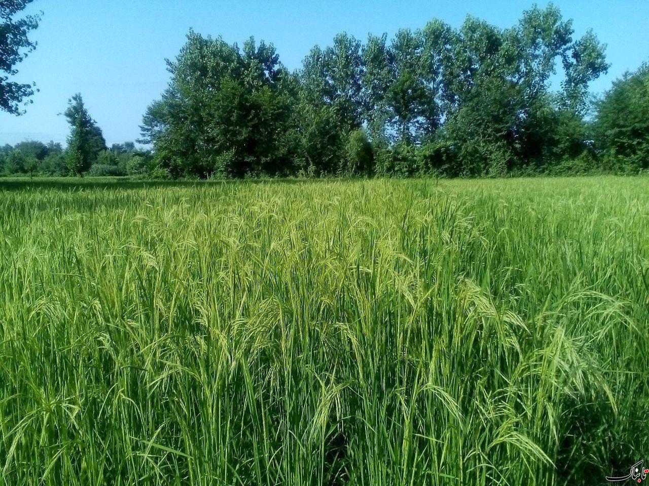 خوشه زدن مزارع برنج,سياهكل,روستاي بيدرون