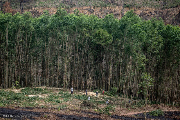 دستورالعمل‌ جدید فائو برای پایش ملی جنگل‌ها