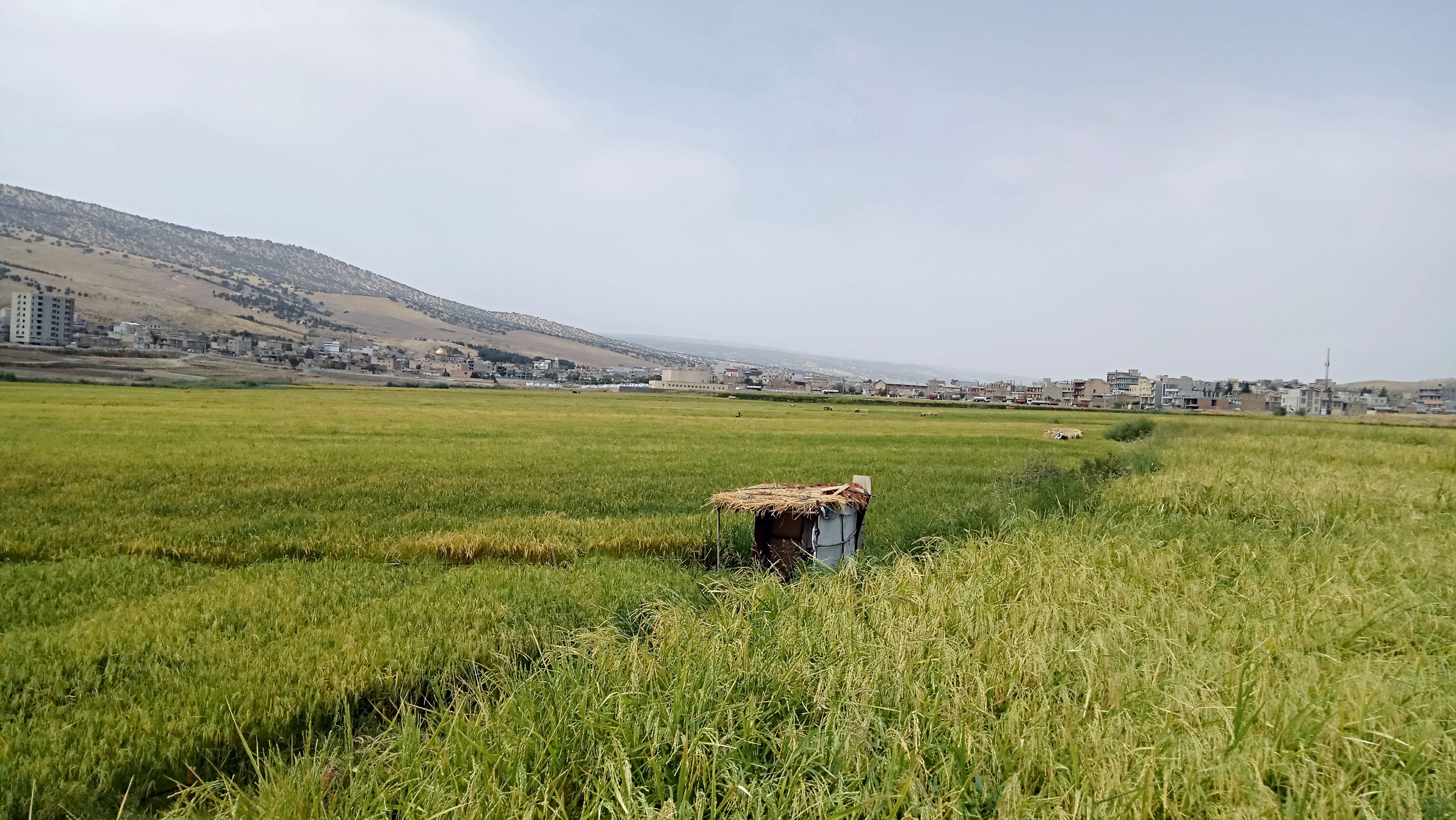 شالیزارهای برنج شهر سه‌راۆڵە (سرابله)، ایلام