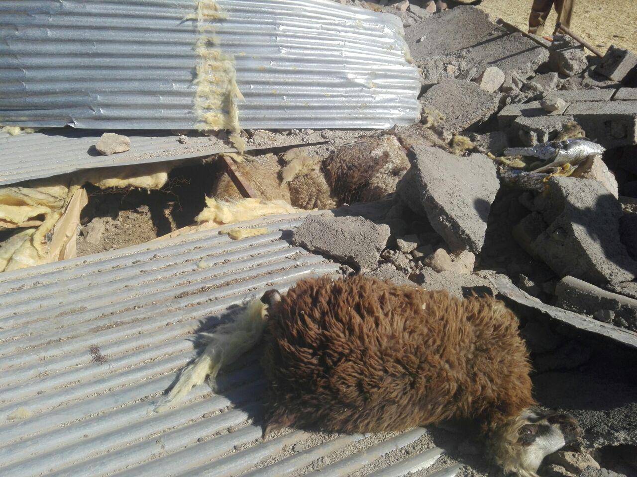 زلزله ۲۰۰ هزار دام را در کرمانشاه تلف کرد