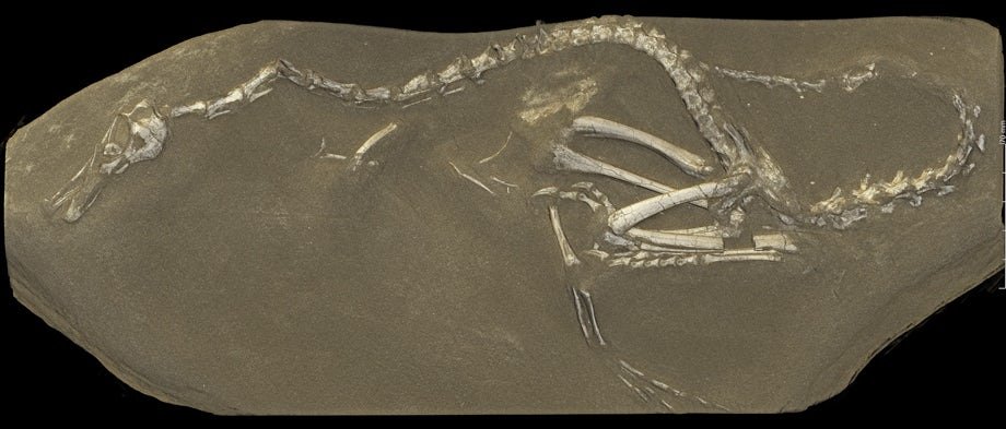 کشف فسیل ۷۵ میلیون ساله شبیه قو