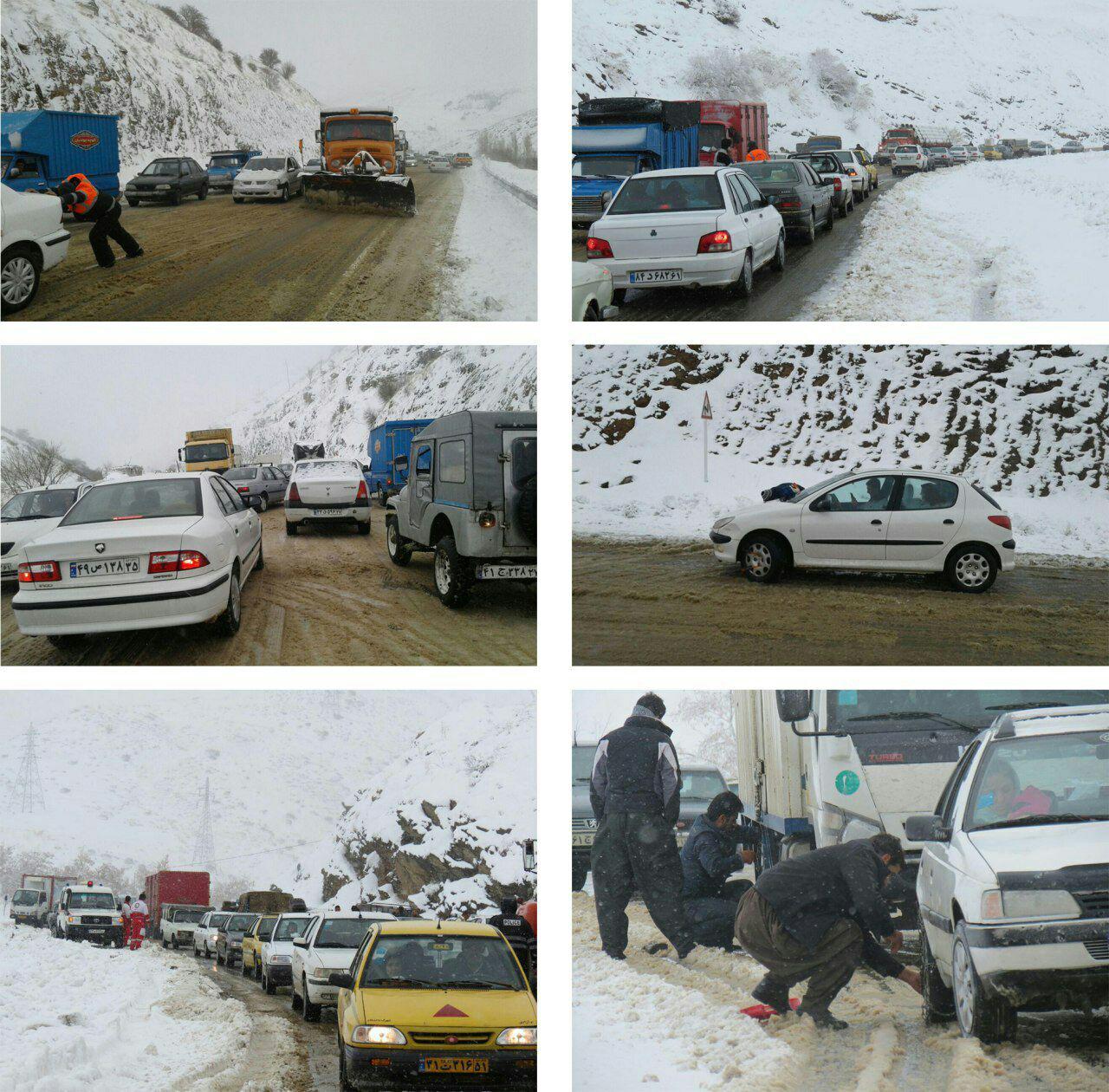 کشف گونه&zwnj;ی جدیدی از گیاه &laquo;رافلزیا&raquo;