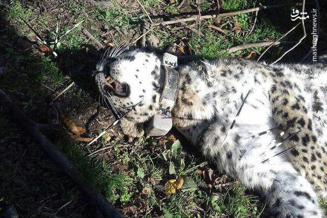 پلنگ معروف رودسر کشته شد
