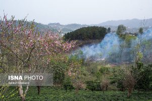 باران به داد جنگلهای گیلان رسید