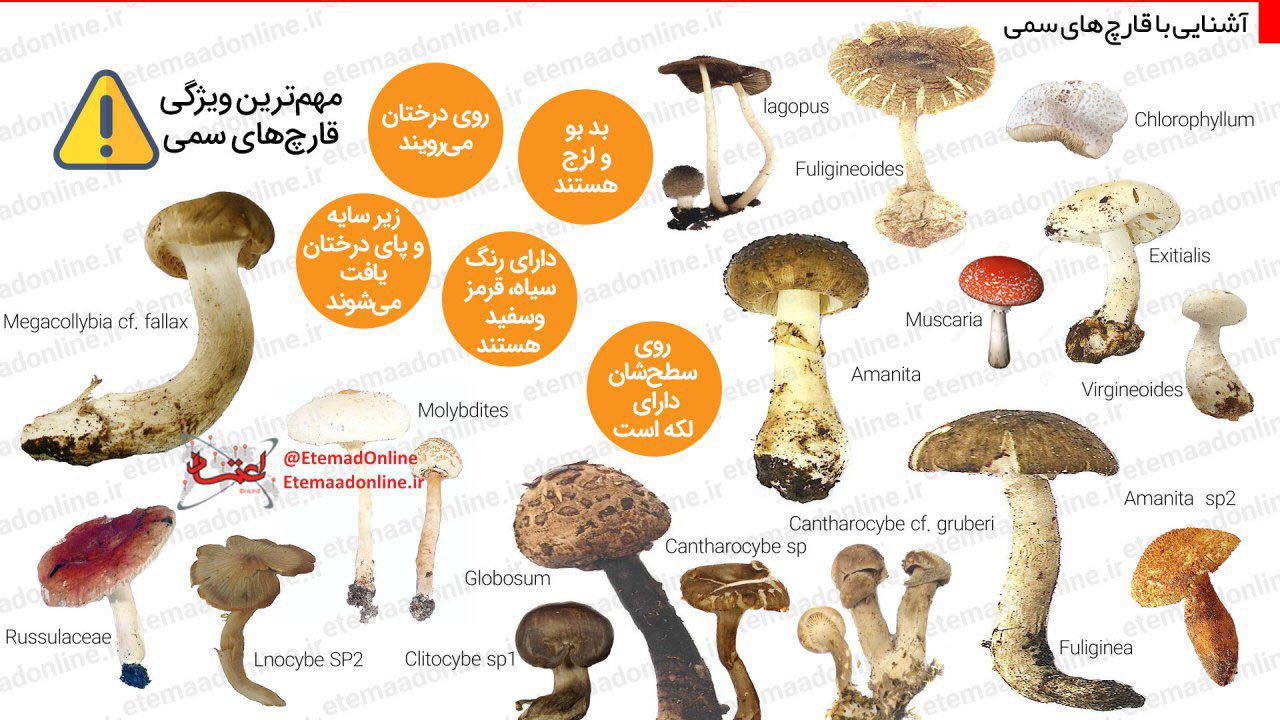 اینفوگرافیک: قارچ‌های مرگبار را بشناسید