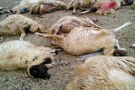 برخورد کامیون با گله گوسفند در پلدختر