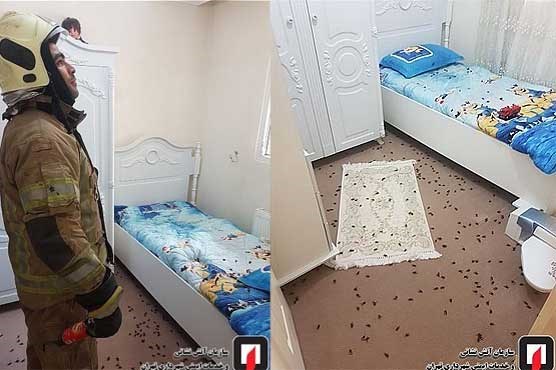  			 				 					حمله زنبورها به ساختمان مسکونی در عبدل‌آباد 				 			 		