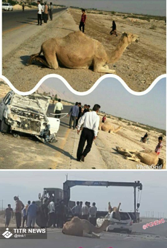 تصادف خونین پراید و شتر در استان بوشهر